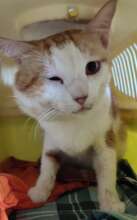 Cat hospital for sick or injured cats