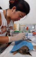 Free spay & neuter (TNR) clinics
