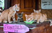 Help us care for cats on Gili islands, Indonesia