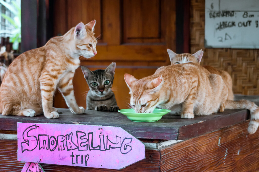 Help us care for cats on Gili islands, Indonesia