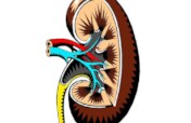 Prevention of Kidney Diseases