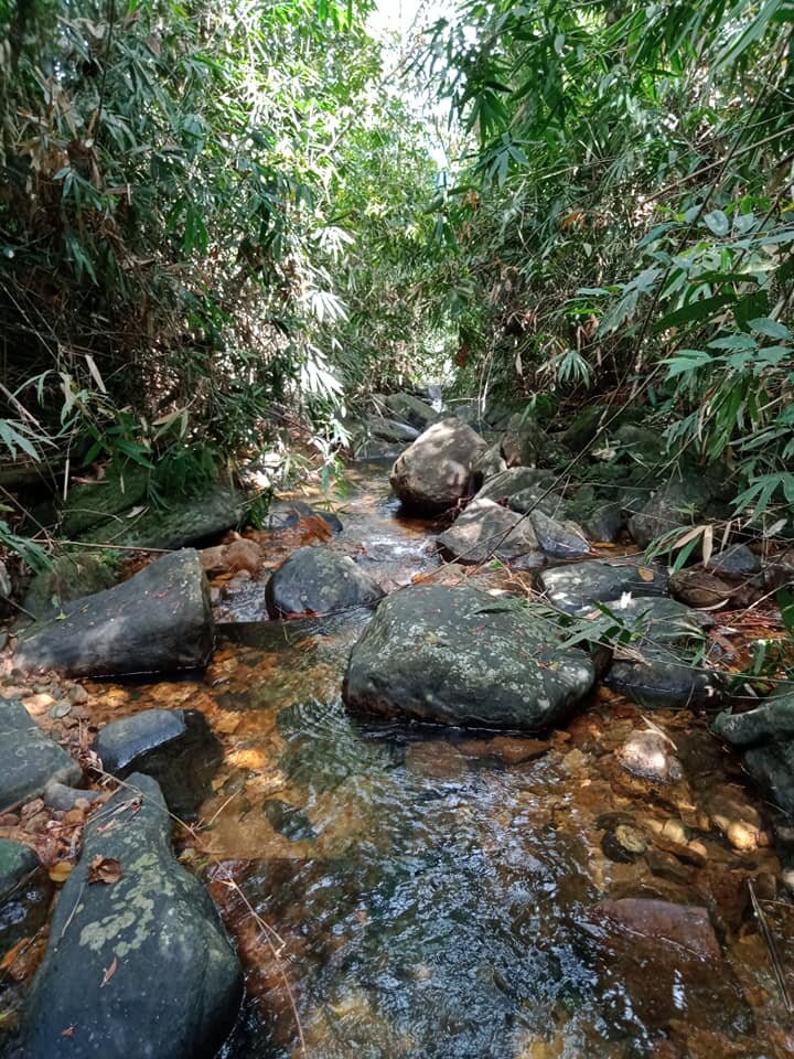 Forest Land nearby protected by our Trust