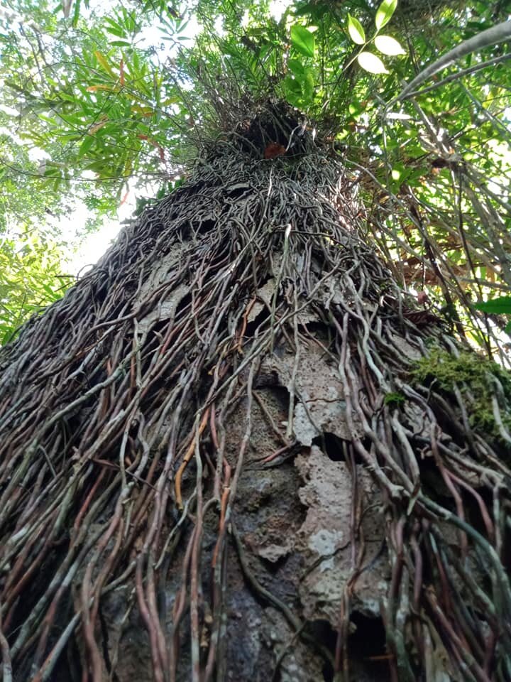 Forest Land nearby protected by our Trust