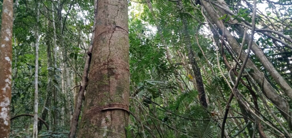 Forest Land nearby protected by our Trust