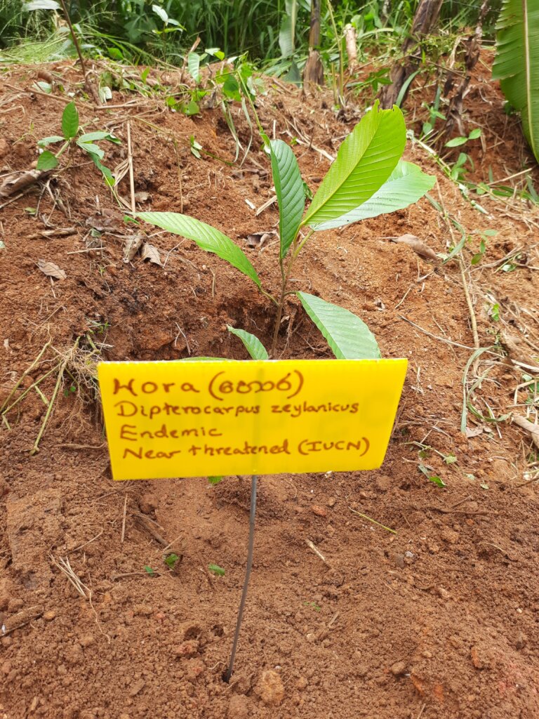 Rainforest Conservation and Education Center