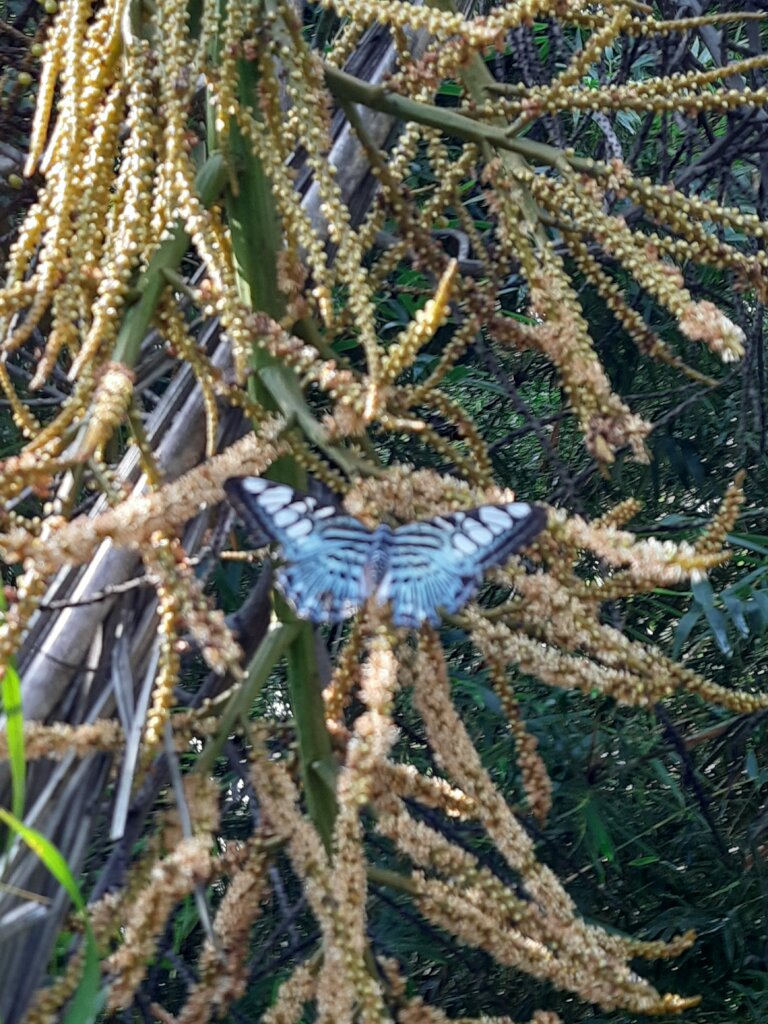 Rainforest Conservation and Education Center