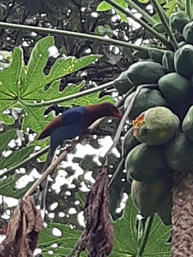 Rainforest Conservation and Education Center