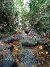 Forest Land nearby protected by our Trust