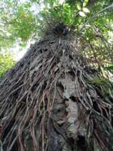 Forest Land nearby protected by our Trust