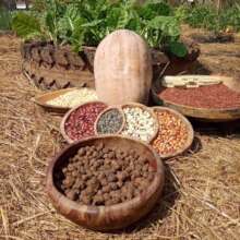 Shout out to farmers who safeguarded "old" seeds
