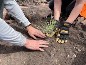 Heil Valley Ranch Tree Planting_4