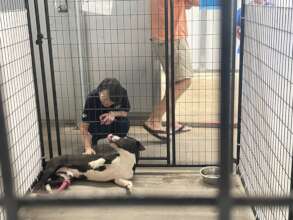 Peace Winds staff member pets rescue dog at HARF