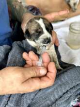 HARF rescues a range of pets, including newborns
