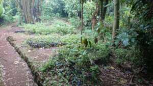 Tree Nursery