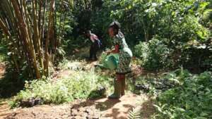 Getting plants through the dry season