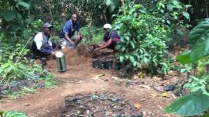 Working to prep tree saplings