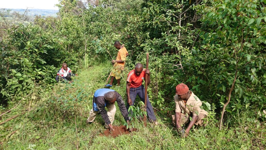 Plant 10,000 Trees to Combat Climate Change