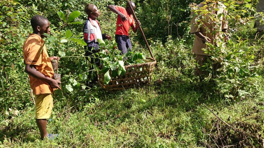 Plant 10,000 Trees to Combat Climate Change