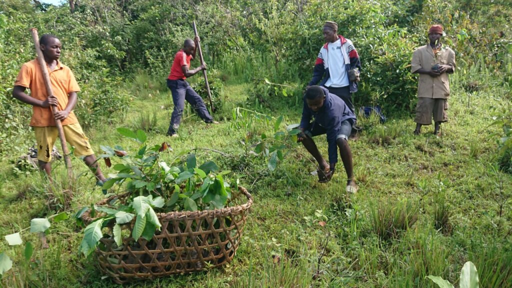 Plant 10,000 Trees to Combat Climate Change