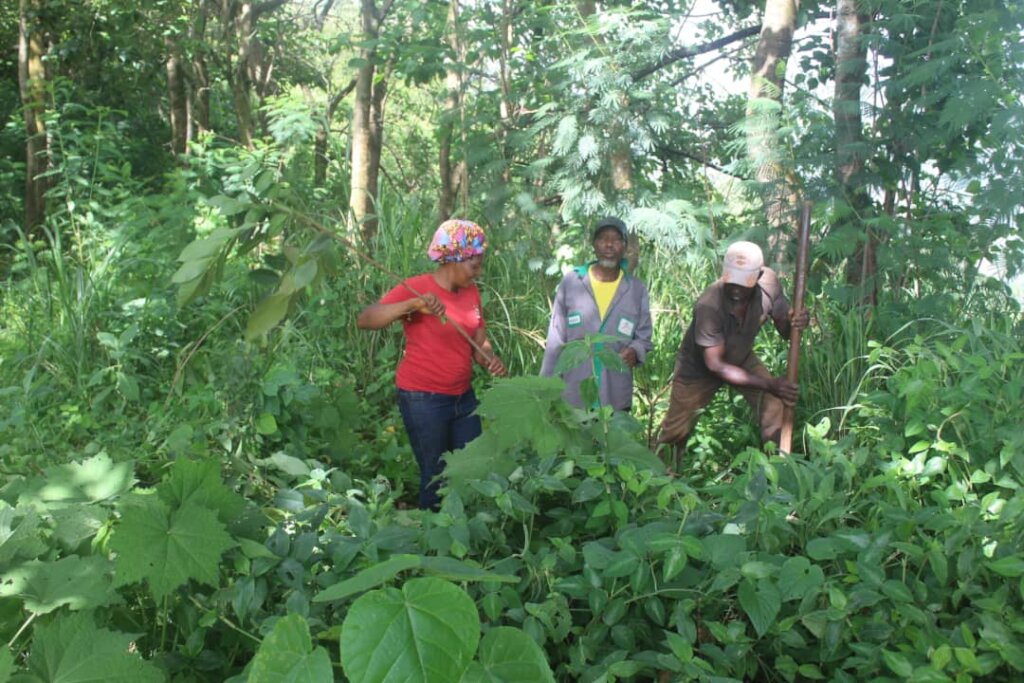 Plant 10,000 Trees to Combat Climate Change