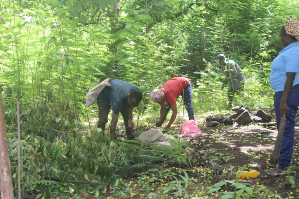 Plant 10,000 Trees to Combat Climate Change