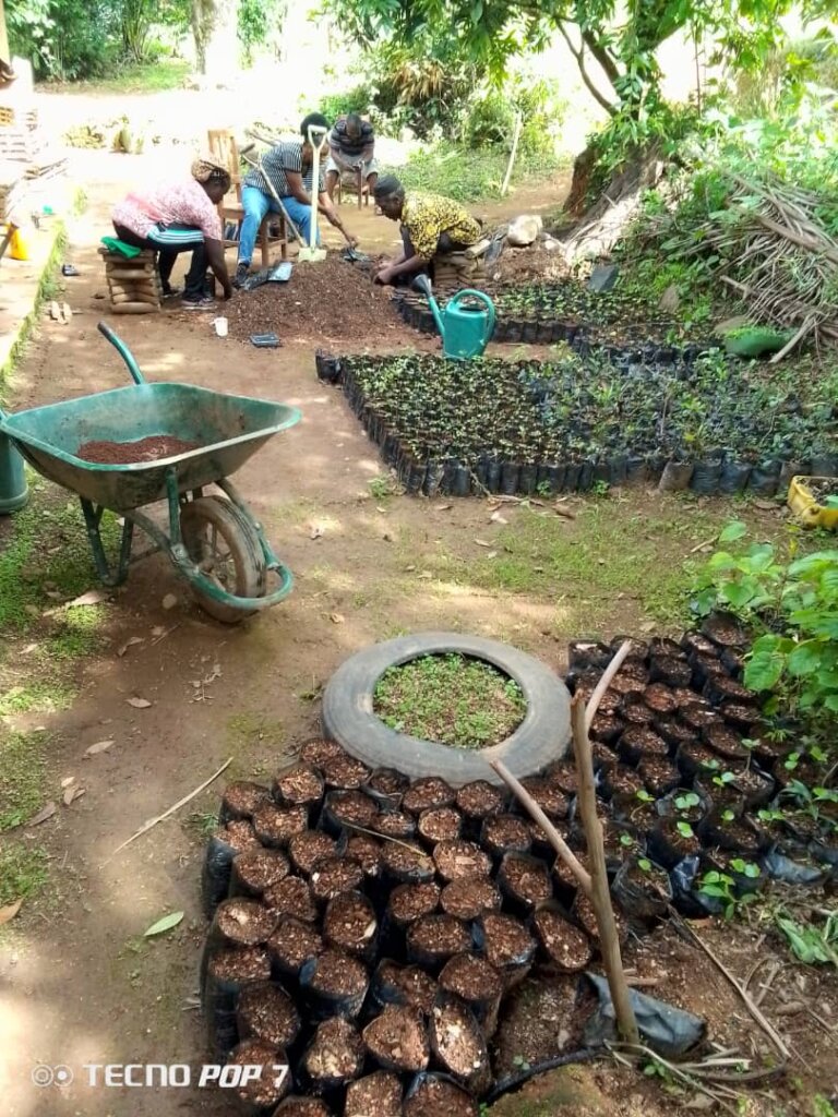 Plant 10,000 Trees to Combat Climate Change