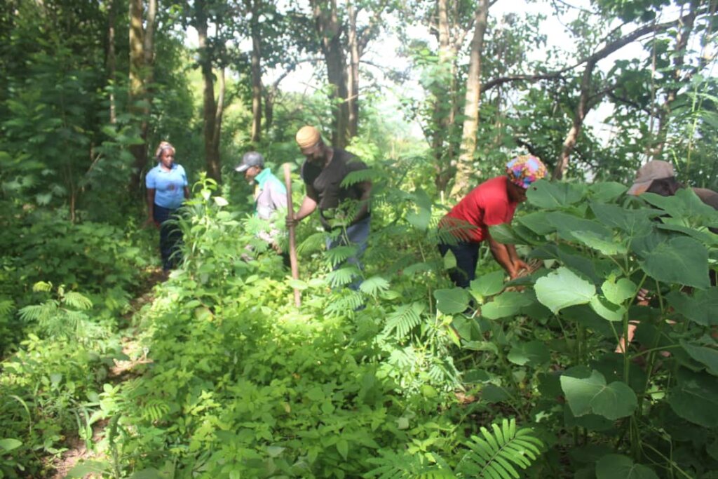 Plant 10,000 Trees to Combat Climate Change