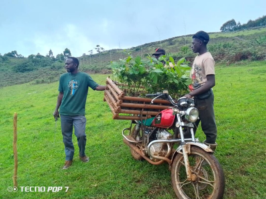 Plant 10,000 Trees to Combat Climate Change