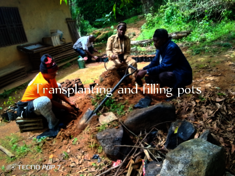 Plant 10,000 Trees to Combat Climate Change