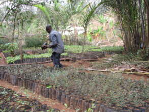 Tree nursery