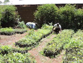 Plant 10,000 Trees to Combat Climate Change