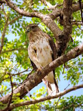 B-44 the first Ridgways hawk to hatch in Puntacana