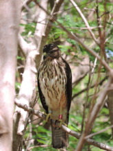 Red 5/5 is a female released last season in 2016.