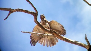 AN