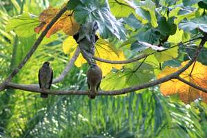 Adult hawks in Los Haitises National Park