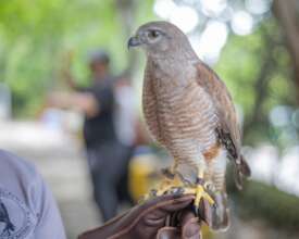 Ambassador Ridgway's hawk