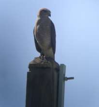 Ridgway's hawk @ Puntacana  Photo by Gabriela Diaz