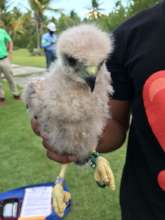 Baby Buteo ridgwayi