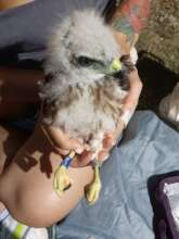 Banded hawk