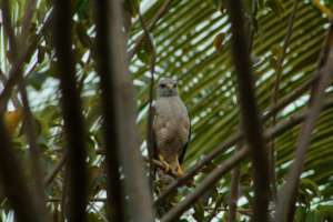 Ridgway's hawk - Photo by Alejandro Rosendo