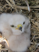 Chick in its nest in Los Haitises