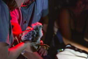 Chick nestling