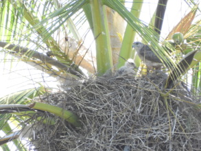 The first Ridgway's Hawk nest of the season 2017