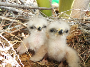 Nestlings at only 1-2 days old in Puntacana Resort