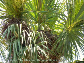 ND (the female) in the nest