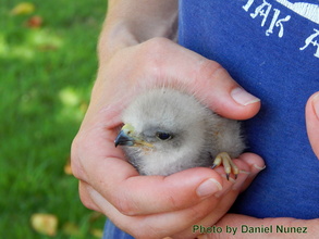 The new born chick!