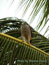 AV (the male) perched near the nest