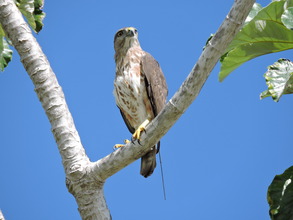 Hawk, wild hatched in PC in 2014.