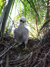 Third treatment and the chick is in good health