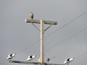 Our efforts to protect power lines have paid off